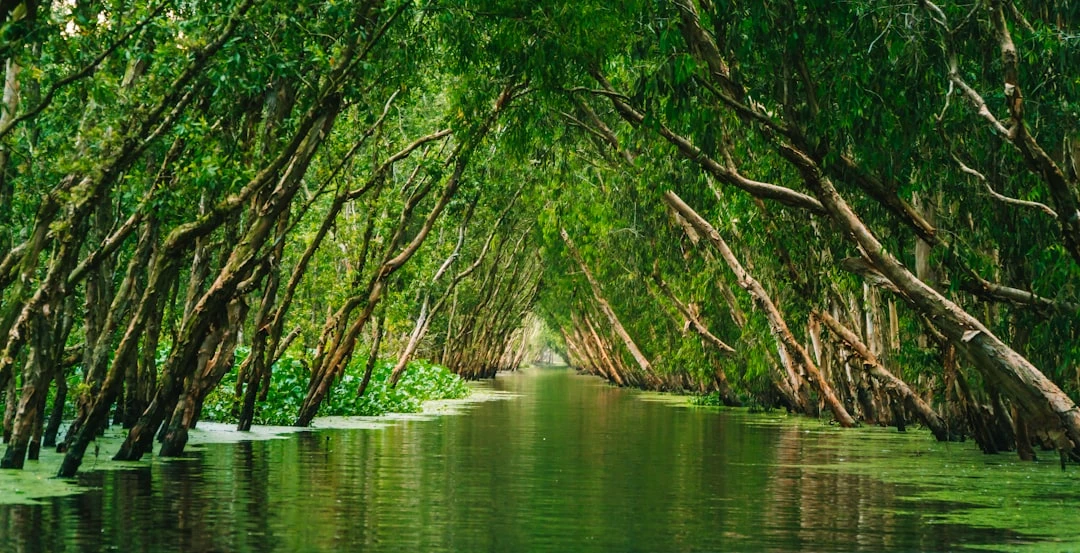 Cảnh rừng tràm Trà Sư với thuyền đang lướt qua