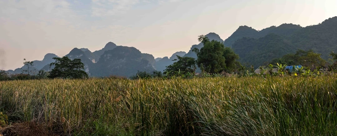 Khung cảnh thanh bình và xanh mát của làng quê