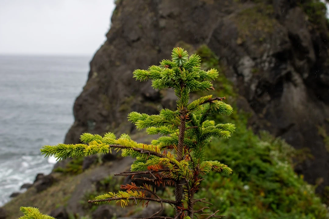 Olympic National Park ecosystem