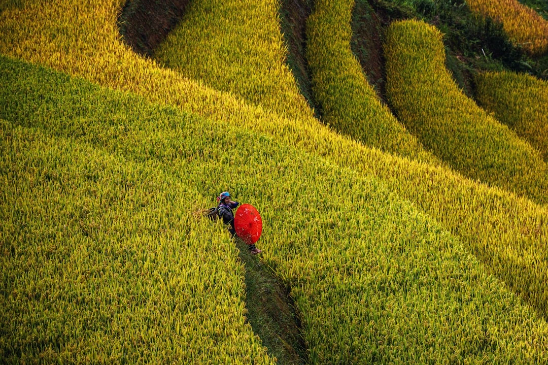 Ruộng bậc thang Mù Cang Chải mùa lúa chín
